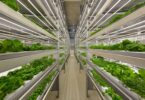 Leafy greens growing on stacked shelves in a vertical farm