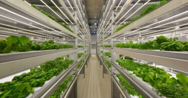 Leafy greens growing on stacked shelves in a vertical farm