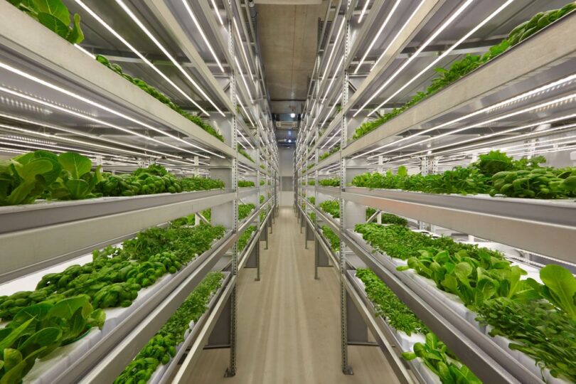 Leafy greens growing on stacked shelves in a vertical farm
